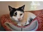 Adopt Mickey a Black & White or Tuxedo Domestic Shorthair / Mixed cat in