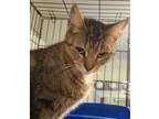Adopt Ivy a Brown Tabby Domestic Shorthair (short coat) cat in