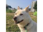 Adopt Sweetie (S. Korea) hz a Tricolor (Tan/Brown & Black & White) Jindo dog in