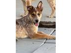 Adopt Emiko a Australian Cattle Dog / Australian Shepherd / Mixed dog in Fort