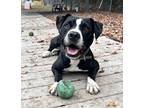 Adopt Rock a Black - with White American Pit Bull Terrier / Mixed dog in