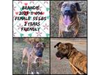 Adopt 2023-11-096 *Brandy* a Labrador Retriever / Mixed dog in Winder