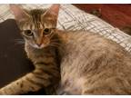 Adopt Faith a Brown Tabby Domestic Shorthair (short coat) cat in BAYTOWN