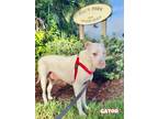 Adopt Gator a Pointer / Dogo Argentino / Mixed dog in St Augustine