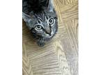 Adopt Majestic a Brown Tabby Domestic Shorthair (short coat) cat in Palmdale