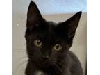 Adopt Flower a Black (Mostly) Domestic Shorthair cat in Brighton, MI (39924172)