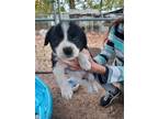 Adopt Puppy1 a Black - with White Border Collie / Mixed dog in Crawfordville
