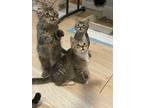 Adopt Monica's Boys a Tiger Striped Domestic Mediumhair (medium coat) cat in