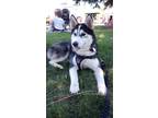 Adopt Teriyaki a Black - with White Husky / Alaskan Klee Kai / Mixed dog in