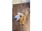 Adopt Eli a Brindle - with White Pit Bull Terrier dog in Opelousas