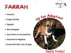 Adopt Farrah a Tan/Yellow/Fawn - with White Hound (Unknown Type) / Mixed dog in