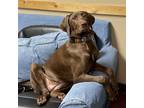 Adopt Ella Mae Roo a Brown/Chocolate Weimaraner / Labrador Retriever / Mixed dog