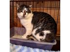 Adopt Kit-Kat a Domestic Shorthair cat in Grand Rapids, MI (39922265)