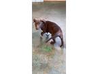 Adopt Gus a Brown/Chocolate Shepherd (Unknown Type) / Mixed Breed (Medium) /