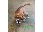 Adopt Gina a Tan/Yellow/Fawn - with Black Shepherd (Unknown Type) / Mixed Breed