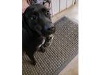 Adopt Momma Dog a Black Labrador Retriever / Mixed Breed (Medium) / Mixed dog in