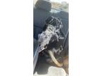 Adopt Rayne a Merle Catahoula Leopard Dog / Mixed dog in Millen, GA (39921225)