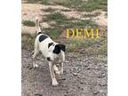 Adopt Demi a White - with Black Hound (Unknown Type) / Mixed Breed (Medium) /