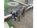 Adopt Paula a Brindle Plott Hound / Mixed Breed (Medium) / Mixed dog in Poteau