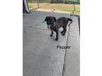 Adopt Pepper a Brindle Shepherd (Unknown Type) / Mixed Breed (Medium) / Mixed