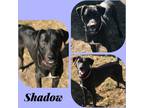 Adopt SHADOW a Black Labrador Retriever / Mixed dog in Poteau, OK (31252087)