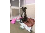 Adopt FARRAH a Brindle Pit Bull Terrier / Mixed dog in Poteau, OK (31032767)