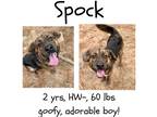 Adopt Spock a Mixed Breed (Medium) / Mixed dog in Albany, GA (39920122)