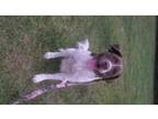 Adopt RUGER a White - with Brown or Chocolate Field Spaniel / Brittany / Mixed