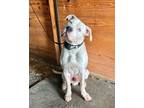 Adopt Dipper a White Dogo Argentino / Mixed dog in Friendsville, TN (39554254)
