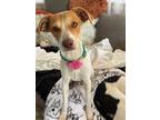 Adopt Daisy a Red/Golden/Orange/Chestnut - with White Beagle / Mixed dog in