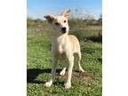 Adopt Quinn a White - with Tan, Yellow or Fawn Terrier (Unknown Type