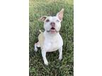Adopt Piper a Tan/Yellow/Fawn - with White American Staffordshire Terrier /