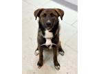 Adopt Cullie a Black Dutch Shepherd / Alaskan Malamute dog in Phoenix