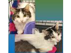 Adopt Rigatoni a Domestic Mediumhair / Mixed (short coat) cat in Grand Junction
