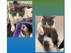 Adopt Manicotti a Domestic Mediumhair / Mixed (short coat) cat in Grand