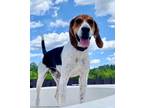 Adopt Lucky a Coonhound / Mixed dog in Cambridge, MD (39918086)