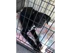 Adopt Daphne a Black Hound (Unknown Type) / Mixed dog in Moncks Corner
