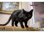 Adopt Sweet Pea a All Black Domestic Shorthair (short coat) cat in Centerville