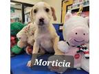 Adopt morticia a White - with Tan, Yellow or Fawn Staffordshire Bull Terrier /