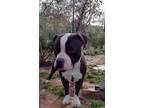 Adopt Raymond a Black - with White Boxer / Staffordshire Bull Terrier / Mixed
