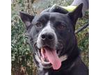 Adopt Jerry a Black - with White Akita / Mixed dog in Coarsegold, CA (39915523)