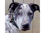 Adopt Victor a Merle German Shorthaired Pointer / Mixed dog in Coarsegold