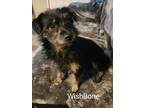 Adopt Wishbone a Black Terrier (Unknown Type, Small) / Mixed dog in modesto