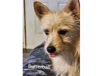 Adopt Butterball a Tan/Yellow/Fawn Terrier (Unknown Type