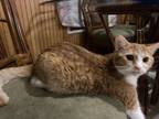 Adopt Pearl a Orange or Red Tabby Tabby / Mixed (medium coat) cat in Conway