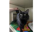 Adopt Perry a Black (Mostly) Domestic Shorthair (short coat) cat in