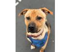 Adopt Tyson a Tan/Yellow/Fawn Mixed Breed (Large) / Mixed dog in BURIEN