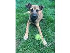 Adopt Junior a Brown/Chocolate - with Black German Shepherd Dog / Mixed Breed