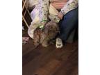 Adopt Rhyme a Brindle Shih Poo / Mixed dog in Holyoke, MA (39915101)
