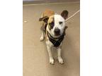 Adopt Ollie -IN FOSTER a Tan/Yellow/Fawn Mixed Breed (Small) / Mixed Breed